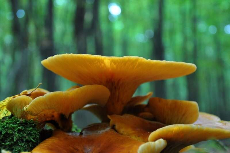 Funghi Ostrica Dorati: Un Elisir Contro l’Invecchiamento