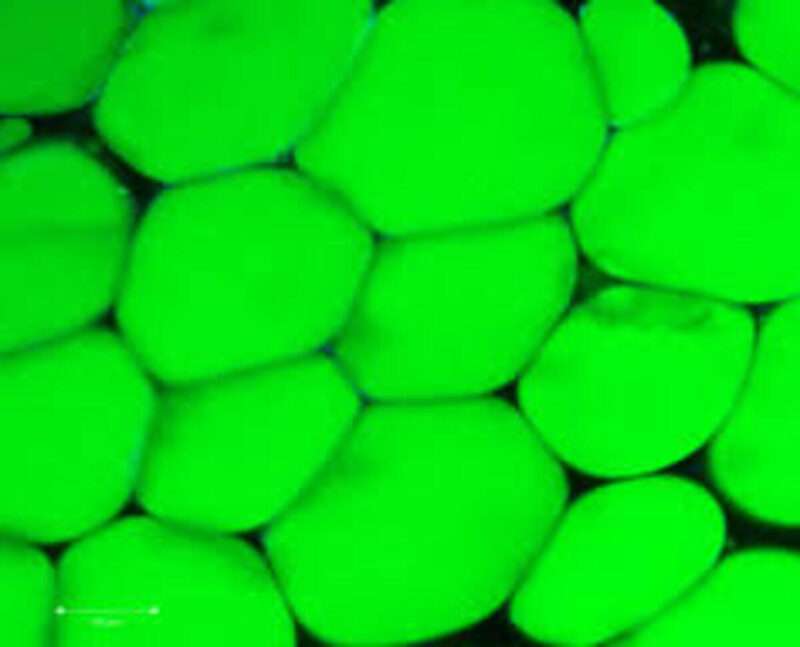 Nuova cartilagine: un tessuto grasso che rivoluziona la medicina articolare