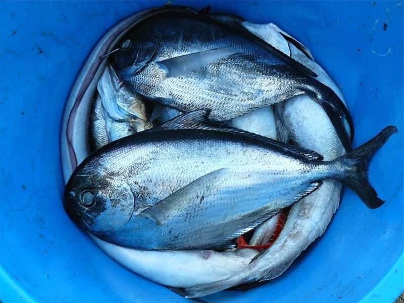 I 6 pesci più ricchi di omega-3: alleati della salute del cuore e del cervello