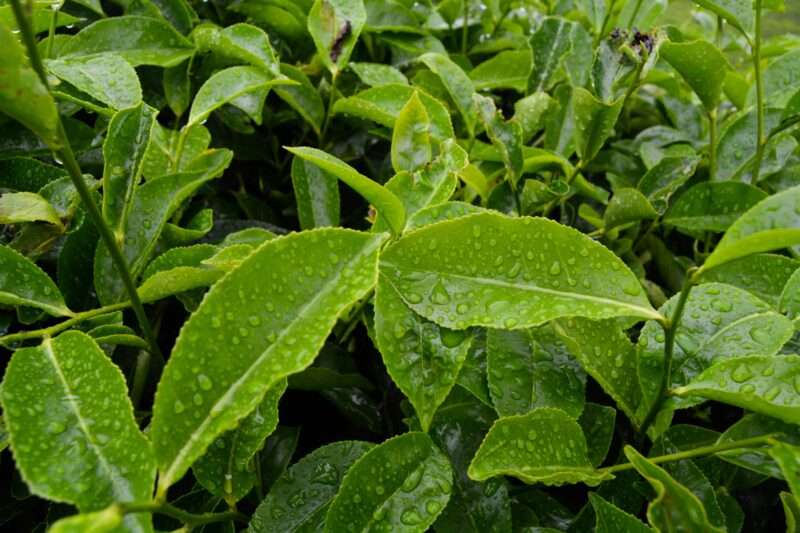 Tea Tree Oil: Benefici, Usi e Controindicazioni dell’Olio Essenziale Multifunzionale
