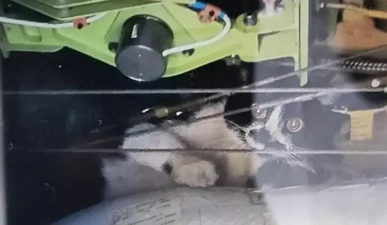 Gatto nel motore dell’aereo: caos e ritardi all’aeroporto di Fiumicino