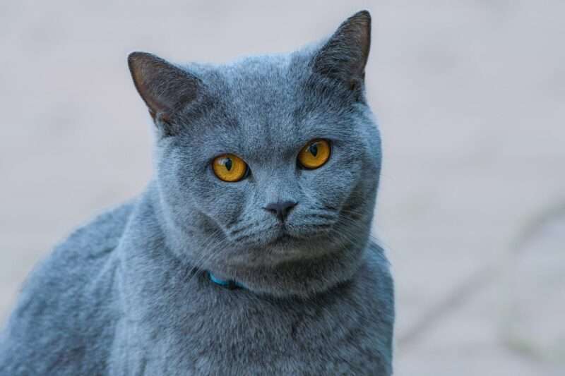 Perché i gigli sono tossici per i gatti? Un pericolo mortale in casa