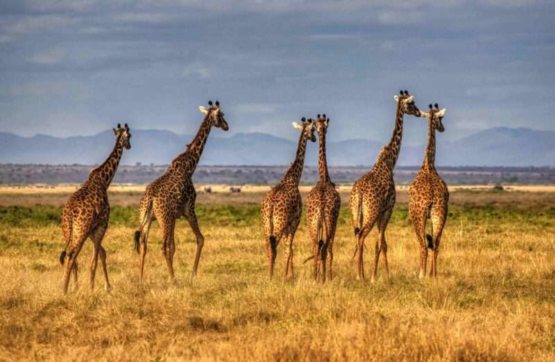 Ciò che le giraffe sanno sulla respirazione e che i dottori stanno appena scoprendo