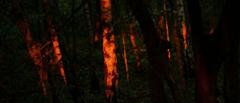 Perché ci sono meno incendi boschivi in Nord America Meno, ma più intensi