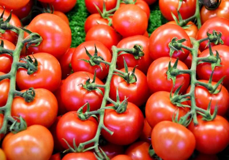 Perché i pomodori non ci avvelenano? La scienza ha trovato la risposta