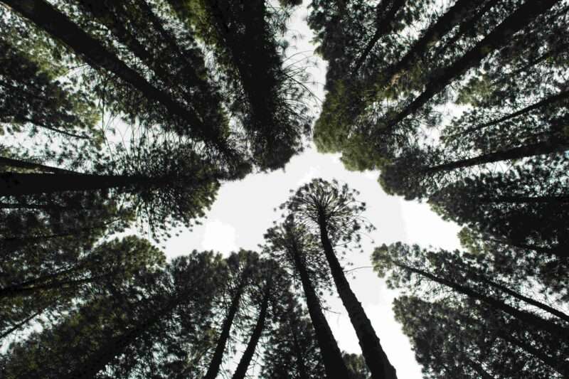 La Riforestazione Può Danneggiare la Biodiversità? Il Lato Nascosto del Rimboschimento
