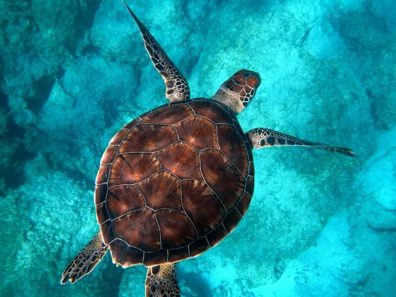 Le tartarughe marine ballano per memorizzare le mappe magnetiche