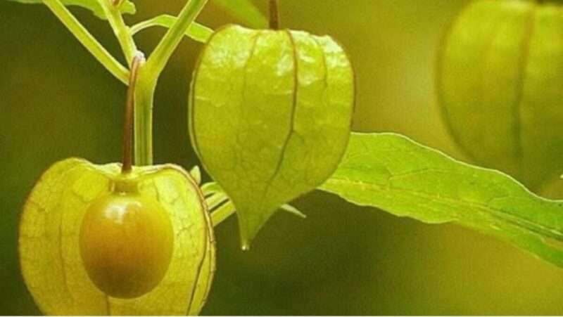 Mullaca: Il frutto esotico che protegge il cervello e controlla la glicemia