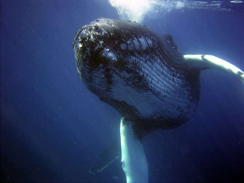 Le balene cantano il menù del giorno: una scoperta sorprendente