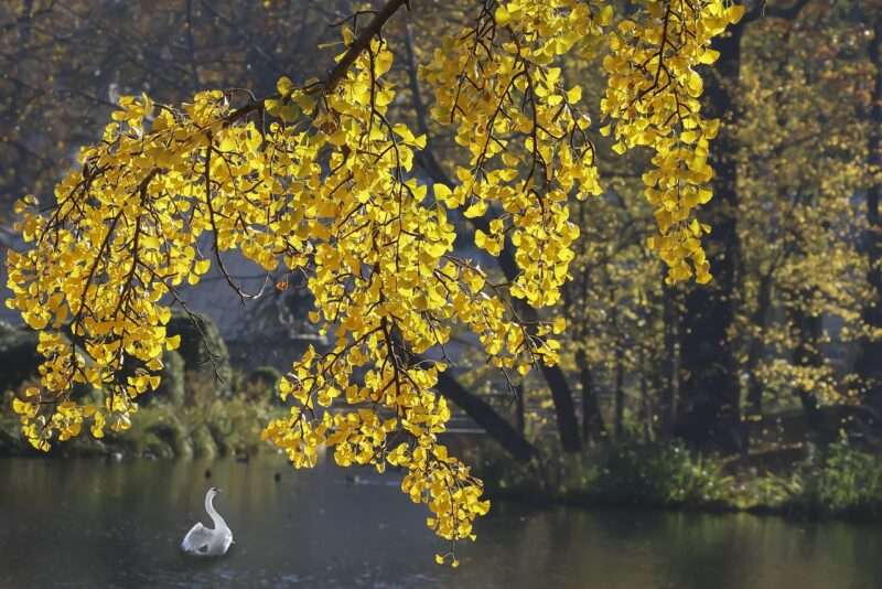 Il Ginkgo biloba: l’albero della speranza e della resilienza