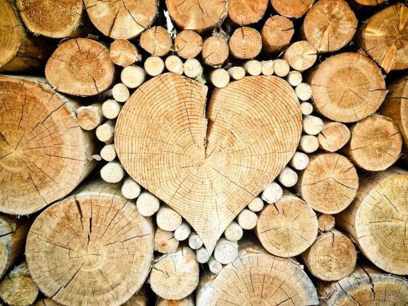 Masticare legno migliora la memoria? Nuovo studio lo conferma