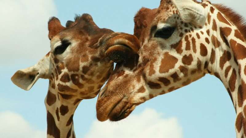 Le macchie delle giraffe: un vantaggio evolutivo per la sopravvivenza