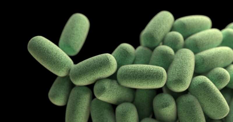 Parkinson: sempre più conclamato il collegamento con l’intestino