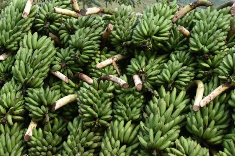 Banana blu: la varietà esotica che sfida il dominio Cavendish