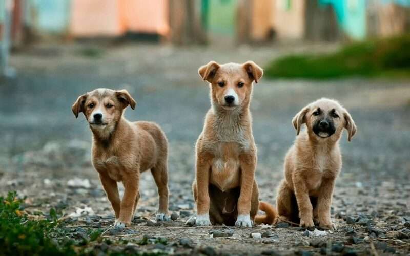 I cani ci migliorano la vita, ma danneggiano la natura