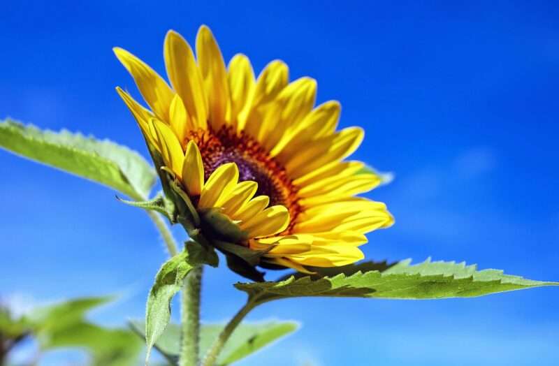 Disabilità nascoste e i fiori di girasole: come gli aeroporti supportano i viaggiatori
