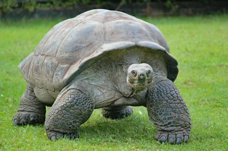 Tartaruga Centenaria delle Galapagos Diventa Mamma per la Prima Volta a 100 Anni
