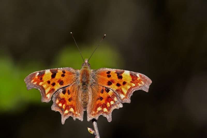 Scoperta una nuova specie di farfalla isolata da 40.000 anni: Satyrium curiosolus