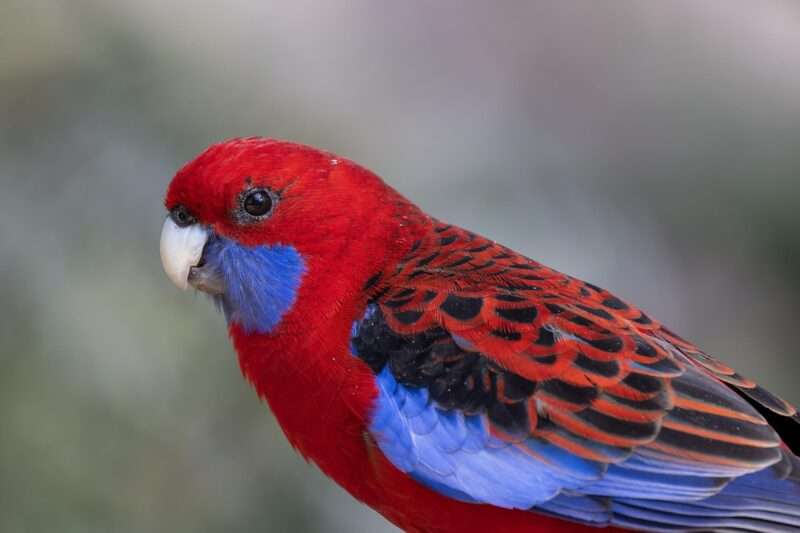 Il rosso è caldo, il blu è freddo: anche i ciechi associano i colori alle emozioni