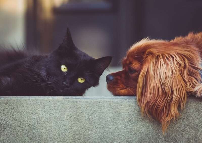Cani e gatti sempre più simili (e malati): la colpa è della selezione umana