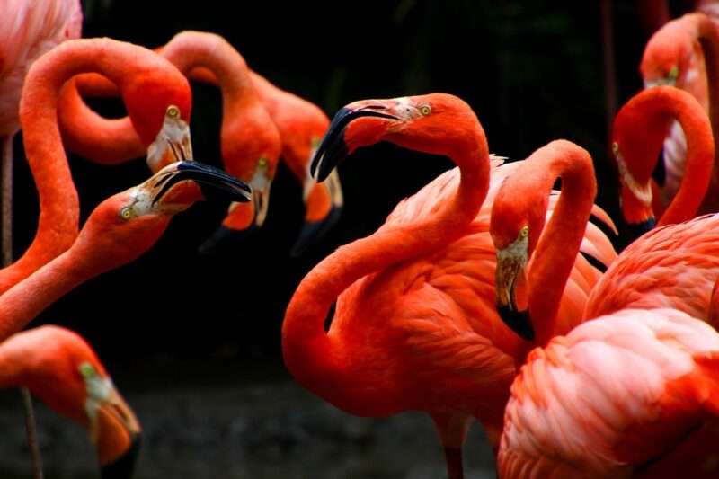 Fenicotteri predatori: come usano mini tornado per catturare le prede