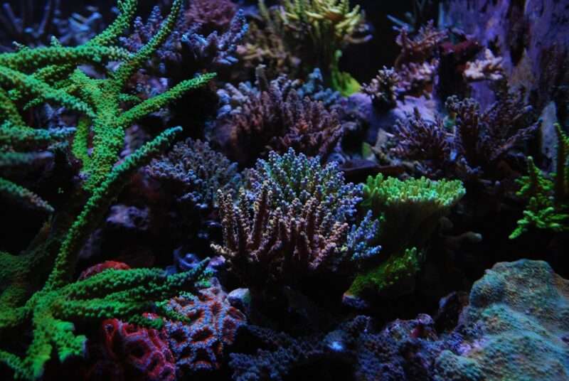 Scoperta una colonia di coralli giganti nel Mar Rosso: è la più grande mai vista nella regione