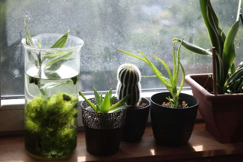 Plant sitter: chi sono e perché sempre più persone si affidano a loro per le piante di casa
