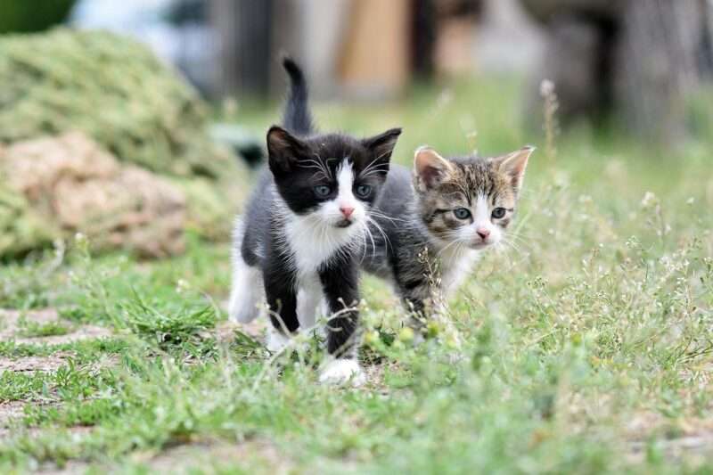 Ailuroterapia: quando i gatti diventano terapeuti del benessere