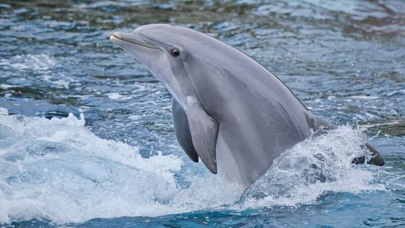 I delfini si danno un nome: nei loro fischi c’è molto più di un’identità
