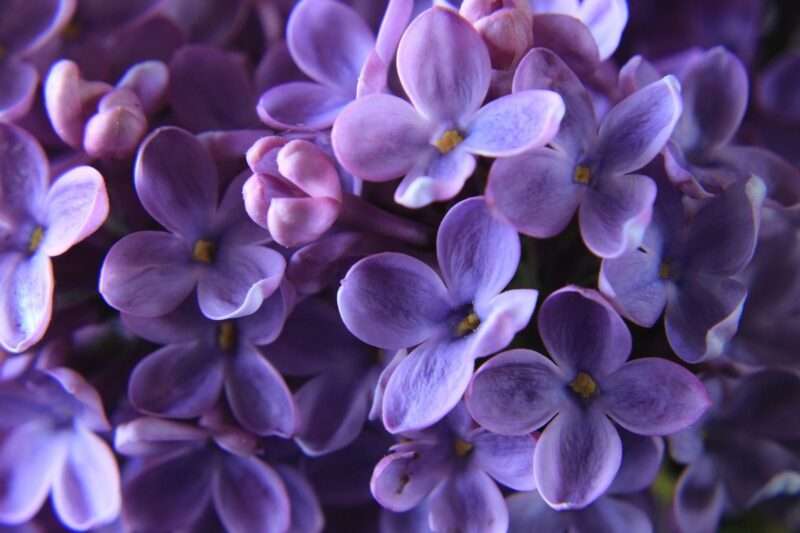 Il viola non esiste davvero: è un’illusione del cervello