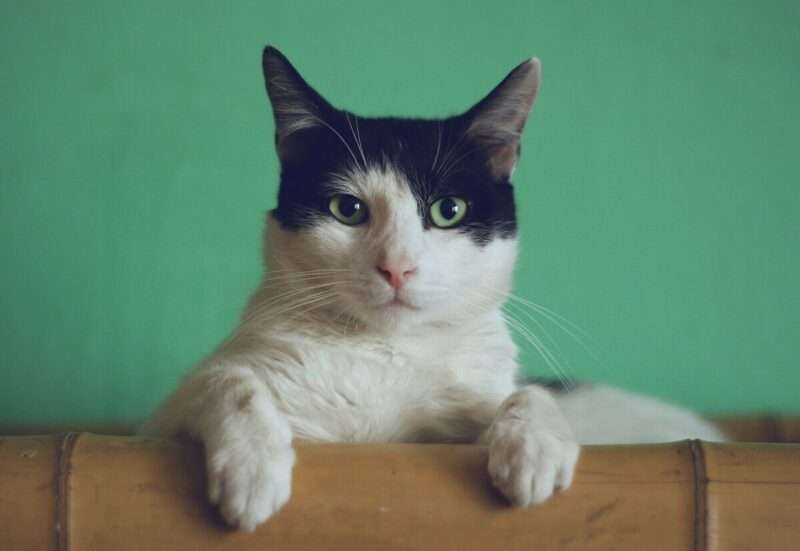 Il tuo gatto ti riconosce dall’odore… ma preferisce quello di uno sconosciuto