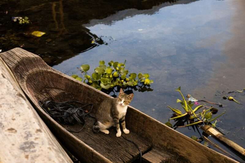 Poezenboot ad Amsterdam: il rifugio galleggiante per gatti abbandonati