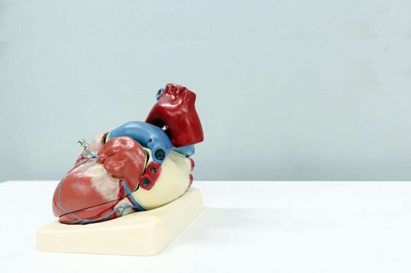 Perché il cancro al cuore è così raro? La risposta sorprende anche la scienza