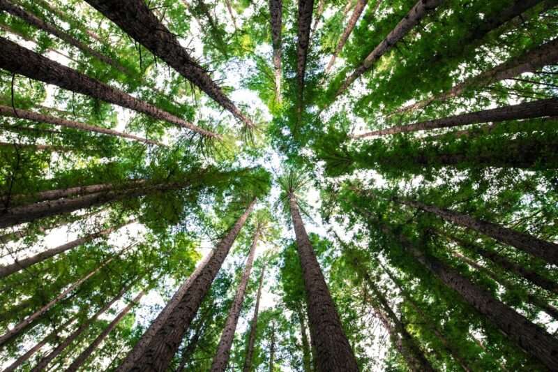 Sudafrica pianta un milione di alberi in un giorno per combattere la desertificazione e onorare Wangari Maathai