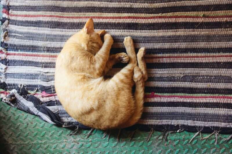 Perché i gatti dormono quasi sempre sul lato sinistro?
