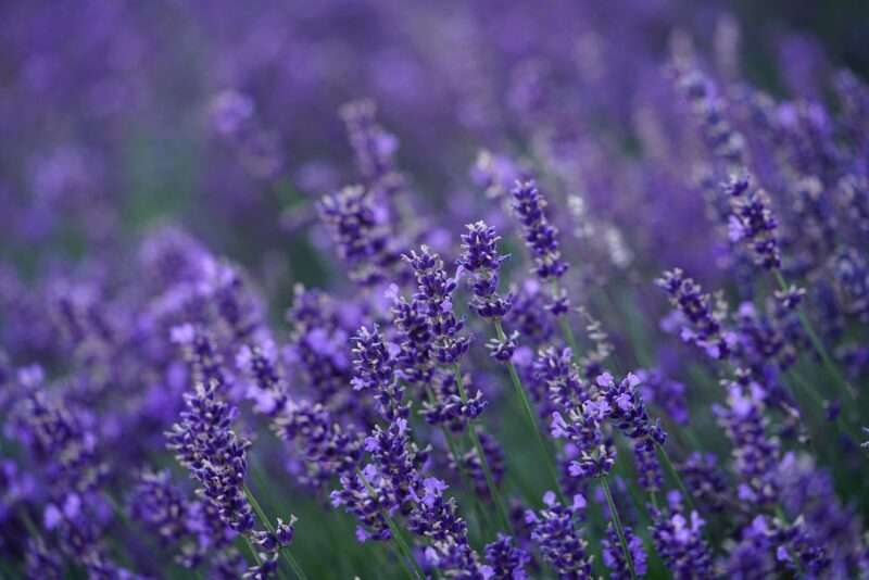 Lavanda sul cuscino: il segreto naturale che calma ansia e insonnia