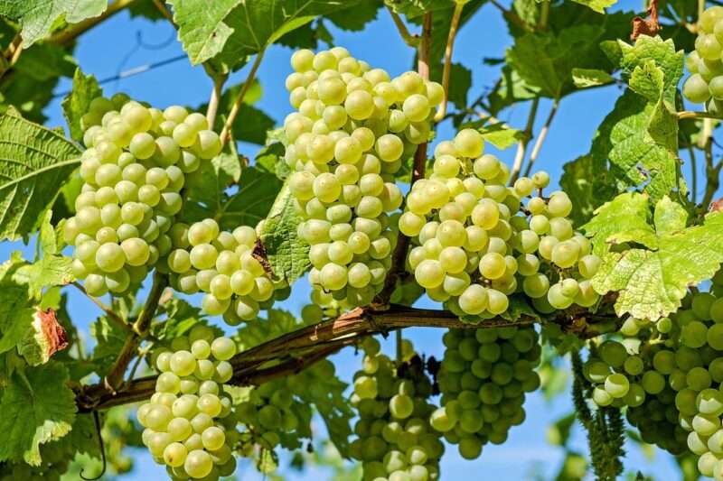 Uva superfood: tutti i benefici scoperti dalla nuova ricerca