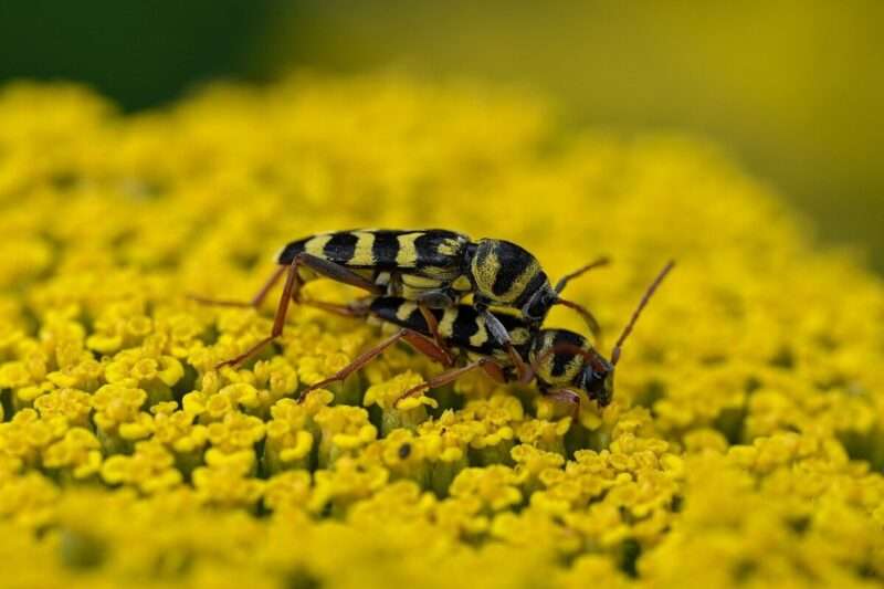 Cosa fare quando le vespe invadono il tuo picnic: guida pratica per mangiare in pace