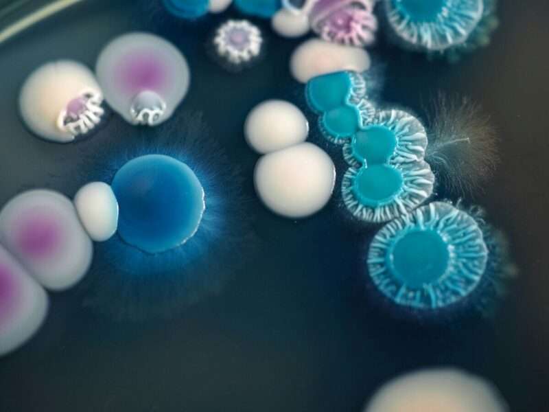 Candida auris: l’allarme super fungo farmaco-resistente in Europa, l’Italia al terzo posto