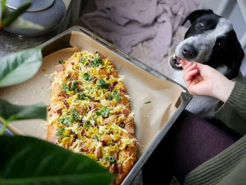 Dieta vegana per cani: può essere salutare se fatta bene