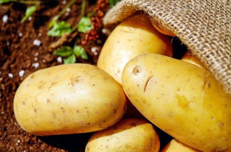 La vera origine della patata: un ibrido tra pomodoro e un fiore selvatico estinto