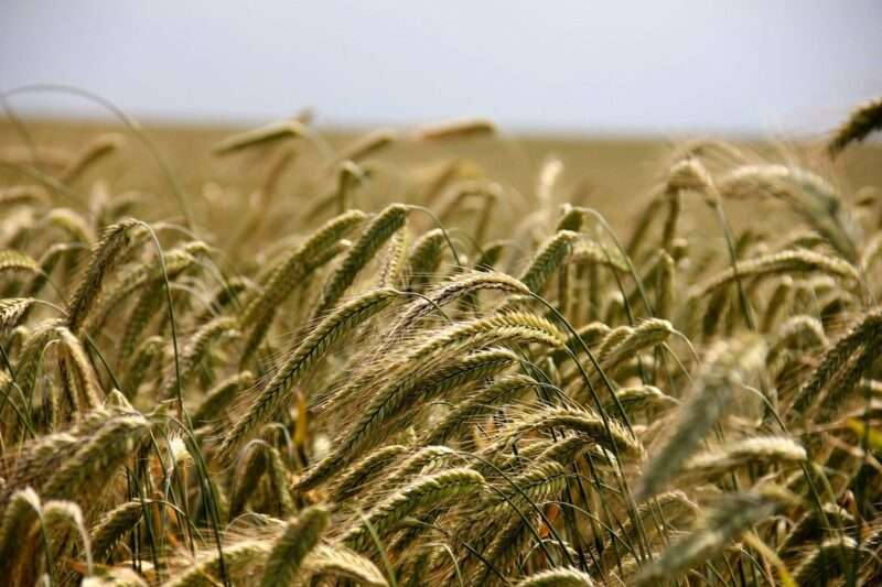 Grano che produce il proprio fertilizzante: la rivoluzione CRISPR nell’agricoltura