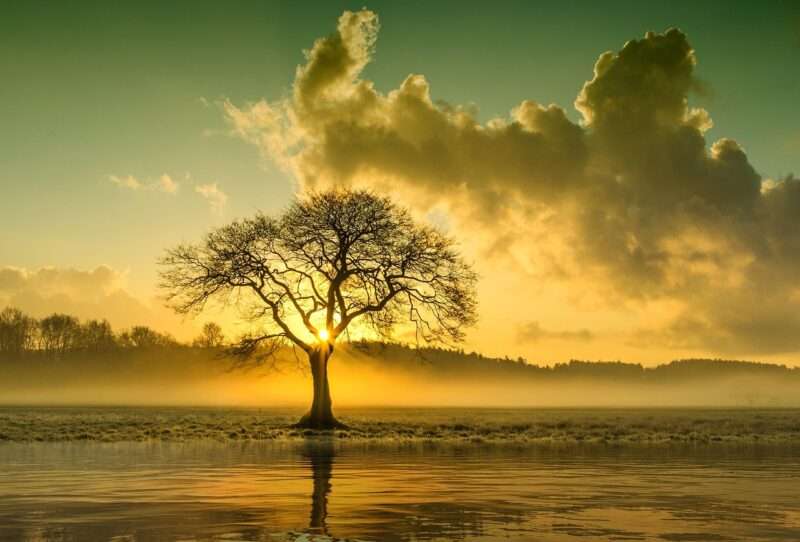 L’oro cresce sugli alberi: la sorprendente scoperta degli scienziati finlandesi