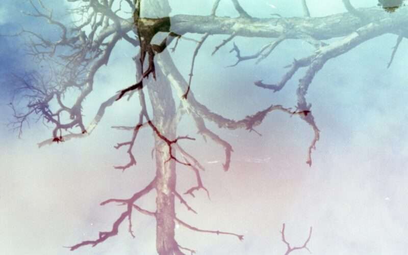 5 segnali linguistici che possono rivelare il rischio di Alzheimer
