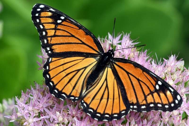 La farfalla monarca torna a volare: il trapianto d’ala che commuove il mondo