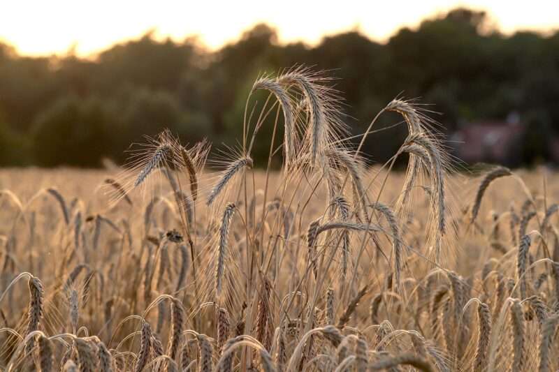 Scoperta una nuova varietà di grano: svolta per la sicurezza alimentare