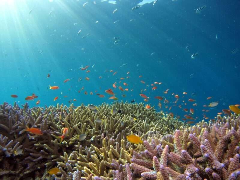Superato il primo punto di non ritorno climatico: le barriere coralline collassano