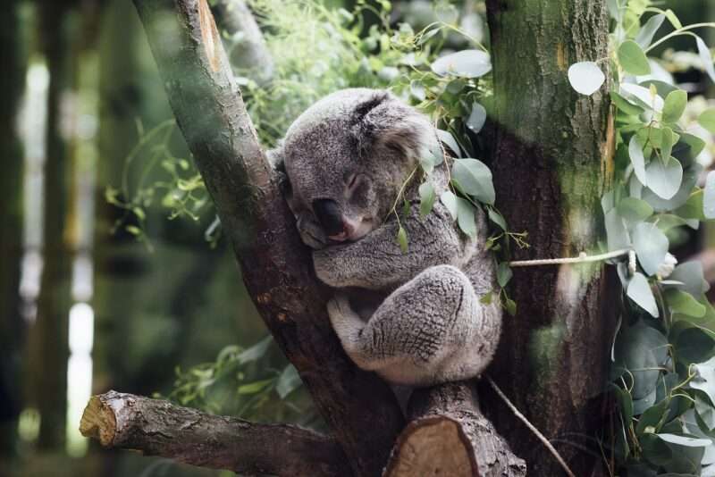 Koala e benessere mentale: cosa ci insegna il “lasciar andare” del sonno