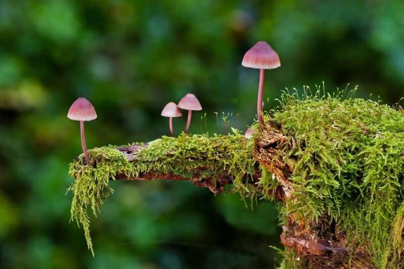 Scienziati creano computer vivente alimentato dai funghi