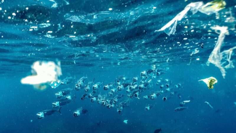 Aqualis, la rivoluzione italiana che ripulisce il mare dalle microplastiche
